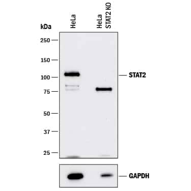 <b>Genetic Strategies Validation. </b>Western blot shows lysates of HeLa human cervical epithelial carcinoma parental cell line and STAT2 knockout HeLa cell line (KO). PVDF membrane was probed with 0.2 µg/mL of Mouse Anti-Human STAT2 Monoclonal Antibody (Catalog # MAB1666) followed by HRP-conjugated Anti-Mouse IgG Secondary Antibody (Catalog # HAF018). A specific band was detected for STAT2 at approximately 110 kDa (as indicated) in the parental HeLa cell line, but is not detectable in knockout HeLa cell line. GAPDH (Catalog # MAB5718) is shown as a loading control. This experiment was conducted under reducing conditions and using Immunoblot Buffer Group 1.