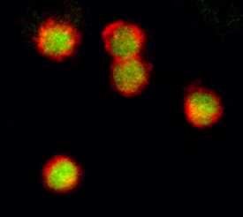 STAT3 was detected in immersion fixed human peripheral blood mononuclear cells (PBMCs) using 15 &micro;g/mL Sheep Anti-Human STAT3 Antigen Affinity-purified Polyclonal Antibody (Catalog # AF17991) for 3 hours at room temperature. Cells were stained with the NorthernLights&trade; 557-conjugated Anti-Sheep IgG Secondary Antibody (red; Catalog # NL010) and counterstained (green). View our protocol for Fluorescent ICC Staining of Non-adherent Cells.