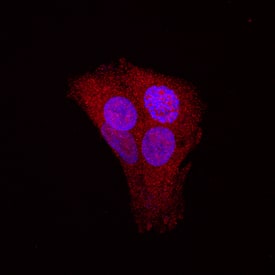 STAT5b was detected in immersion fixed HepG2 human hepatocellular carcinoma cell line using Rabbit Anti-Human/Mouse/Rat STAT5b Monoclonal Antibody (Catalog # MAB15841) at 10 µg/mL for 3 hours at room temperature. Cells were stained using the NorthernLights™ 557-conjugated Anti-Rabbit IgG Secondary Antibody (red; NL004) and counterstained with DAPI (blue). Specific staining was localized to nuclei and cytoplasm. View our protocol for Fluorescent ICC Staining of Cells on Coverslips.