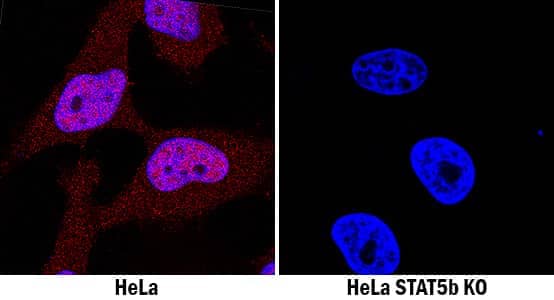 <b>Genetic Strategies Validation. </b>STAT5b was detected in immersion fixed HeLa human cervical epithelial carcinoma cell line treated with IFN-alpha 1 but is not detected in STAT5b knockout (KO) HeLa cell line using Rabbit Anti-Human/Mouse/Rat STAT5b Monoclonal Antibody (Catalog # MAB15841) at 10 µg/mL for 3 hours at room temperature. Cells were stained using the NorthernLights™ 557-conjugated Anti-Rabbit IgG Secondary Antibody (red; NL004) and counterstained with DAPI (blue). Specific staining was localized to cytoplasm and nuclei. View our protocol for Fluorescent ICC Staining of Cells on Coverslips.