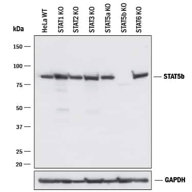 <b>Genetic Strategies Validation. </b>Western blot shows lysates of HeLa human cervical epithelial carcinoma parental cell line, STAT1 knockout (KO) HeLa cell line, STAT2 KO HeLa cell line, STAT3 KO HeLa cell line, STAT5a KO HeLa cell line, STAT5b KO HeLa cell line, and STAT6 KO HeLa cell line. PVDF membrane was probed with 0.1 µg/mL of Rabbit Anti-Human/Mouse/Rat STAT5b Monoclonal Antibody (Catalog # MAB15841) followed by HRP-conjugated Anti-Rabbit IgG Secondary Antibody (Catalog # HAF008). A specific band was detected for STAT5b at approximately 85 kDa (as indicated) in the parental HeLa cell line, but is not detectable in the STAT5b knockout HeLa cell line. GAPDH (Catalog # AF5718) is shown as a loading control. This experiment was conducted under reducing conditions and using Immunoblot Buffer Group 1.