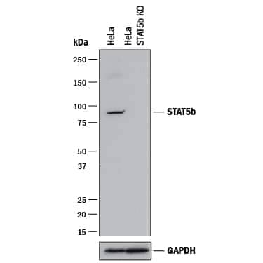 <b>Genetic Strategies Validation. </b>Western blot shows lysates of HeLa human cervical epithelial carcinoma parental cell line and STAT5b knockout HeLa cell line (KO). PVDF membrane was probed with 1 µg/mL of Mouse Anti-Human STAT5b Monoclonal Antibody (Catalog # MAB1584) followed by HRP-conjugated Anti-Mouse IgG Secondary Antibody (HAF018). A specific band was detected for STAT5b at approximately 90 kDa (as indicated) in the parental HeLa cell line, but is not detectable in knockout HeLa cell line. GAPDH (Catalog # MAB5718) is shown as a loading control. This experiment was conducted under reducing conditions and using Immunoblot Buffer Group 1.