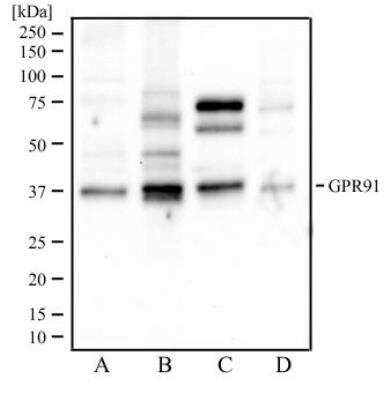 Western Blot: SUCNR1/GPR91 Antibody [NBP1-00861] - Analysis of human kidney tissue (A), mouse kidney tissue (B), rat kidney tissue (C), and hek293 cells (D) using GPR91 antibody at 2ug/ml.