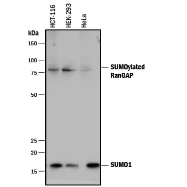 20 µg of total protein (cellular lysate) obtained from HCT-116 cells, HEK293 cells, or HeLa cells was separated on a reducing 4-20% SDS-PAGE gel. Western blots were developed using PVDF membranes and  alpha -SUMO1 (A-722) mAb primary at 0.5 µg/ml followed by HRP-labeled anti-mouse (R&D Systems # HAF007) secondary antibody at 1:2000 dilution. Both SUMO1 protein and SUMOylated RanGAP (confirmed by reprobing membrane with  alpha -RanGAP antibody) were detected on the blot.