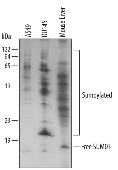 Western Blot SUMO3 Antibody [Unconjugated]