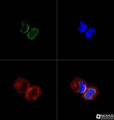 Immunocytochemistry/Immunofluorescence: SUN1 Antibody [NBP1-87396] - Staining of  A431 cells at 4ug/ml against Dylight 488 (Green).  Alpha-tubulin and nuclei were counterstained against Dylight 550 (red) and DAPI (blue), respectively.