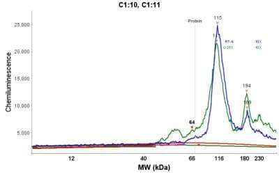 Simple Western: SUN1 Antibody [NBP1-87396] - Electropherogram image(s) of corresponding Simple Western lane view. SUN1 antibody was used at 1:20 dilution on RT-4 and U-251MG lysate(s).