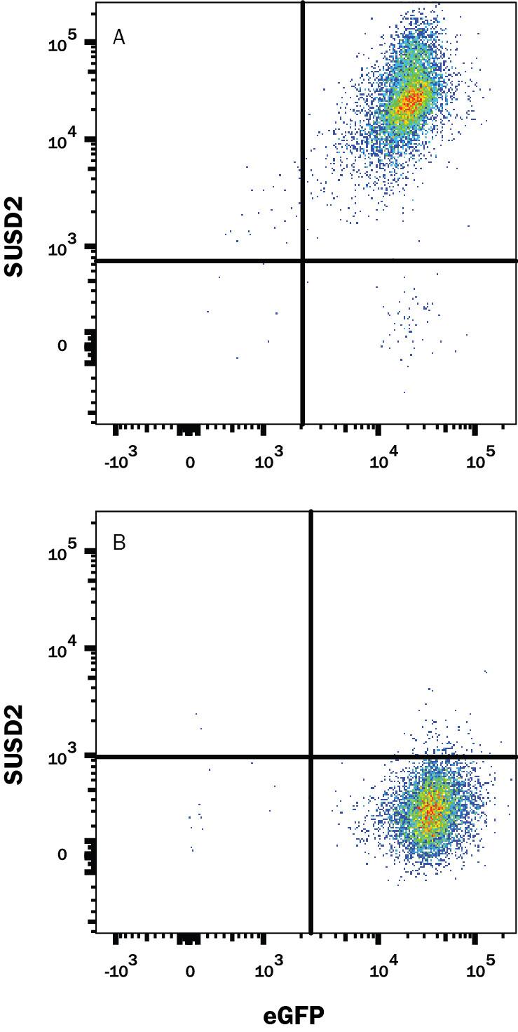 HEK293 human embryonic kidney cell line transfected with either (A) human SUSD2 or (B) irrelevant transfectants and eGFP was stained with Mouse Anti-Human SUSD2 Alexa Fluor® 647-conjugated Monoclonal Antibody (Catalog # FAB90561R). Quadrant markers were set based on control antibody staining (Catalog # IC003R). View our protocol for Staining Membrane-associated Proteins.