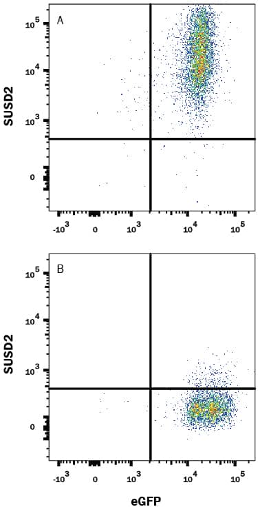 HEK293 human embryonic kidney cell line transfected with either (A) human SUSD2 or (B) irrelevant transfectants and eGFP was stained with Mouse Anti-Human SUSD2 Monoclonal Antibody (Catalog # MAB90561) followed by Allophycocyanin-conjugated Anti-Mouse IgG Secondary Antibody (Catalog # F0101B). Quadrant markers were set based on control antibody staining (Catalog # MAB003). View our protocol for Staining Membrane-associated Proteins.