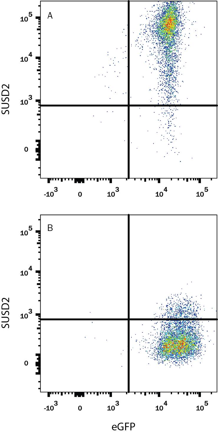 HEK293 human embryonic kidney cell line transfected with either (A) human SUSD2 or (B) irrelevant transfectants and eGFP was stained with Rabbit Anti-Human SUSD2 Monoclonal Antibody (Catalog # MAB90562) followed by Allophycocyanin-conjugated Anti-Rabbit IgG Secondary Antibody (Catalog # F0111). Quadrant markers were set based on control antibody staining (Catalog # AB-105-C). View our protocol for Staining Membrane-associated Proteins.