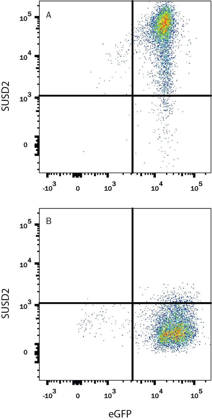 HEK293 human embryonic kidney cell line transfected with either (A) human SUSD2 or (B) irrelevant transfectants and eGFP was stained with Rabbit Anti-Human/Rat SUSD2 Monoclonal Antibody (Catalog # MAB90563) followed by Allophycocyanin-conjugated Anti-Rabbit IgG Secondary Antibody (Catalog # F0111). Quadrant markers were set based on control antibody staining (Catalog # AB-105-C). View our protocol for Staining Membrane-associated Proteins.