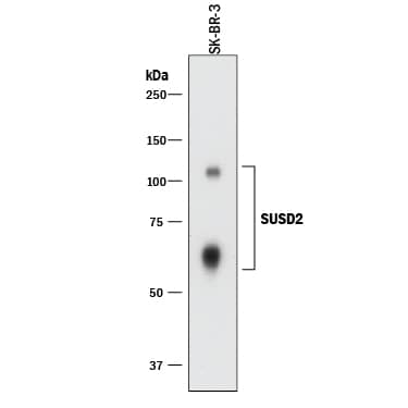 Western blot shows lysates of SK-BR-3 human breast cancer cell line. PVDF membrane was probed with 0.1 µg/mL of Mouse Anti-Human SUSD2 Monoclonal Antibody (Catalog # MAB9056) followed by HRP-conjugated Anti-Mouse IgG Secondary Antibody (Catalog # HAF018). Specific bands were detected for SUSD2 at approximately 60 and 110 kDa (as indicated). This experiment was conducted under reducing conditions and using Immunoblot Buffer Group 1.