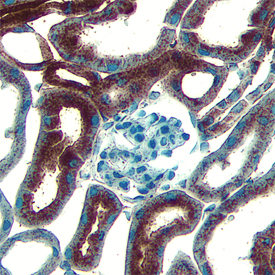 Sca-1/Ly6 was detected in perfusion fixed frozen sections of mouse kidney using Mouse Sca-1/Ly6 Biotinylated Monoclonal Antibody (Catalog # BAM1226) at 25 µg/mL overnight at 4 °C. Tissue was stained using the Anti-Rat HRP-DAB Cell & Tissue Staining Kit (brown; Catalog # CTS017) and counterstained with hematoxylin (blue). View our protocol for Chromogenic IHC Staining of Frozen Tissue Sections.