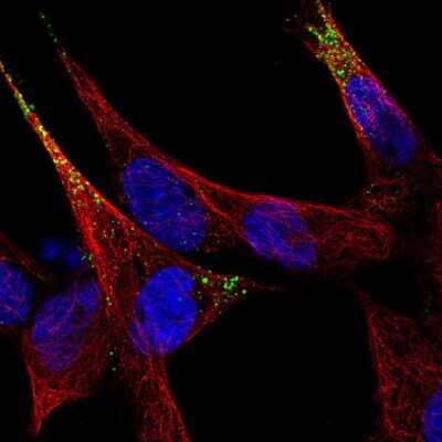 Secretogranin 3 Antibody (NBP2-49096): Novus Biologicals