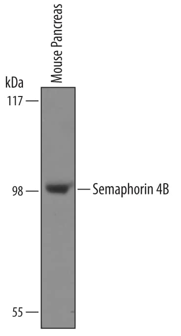 Western blot shows lysates of mouse pancreas tissue. PVDF Membrane was probed with 1 µg/mL of Sheep Anti-Mouse Semaphorin 4B Antigen Affinity-purified Polyclonal Antibody (Catalog # AF6239) followed by HRP-conjugated Anti-Sheep IgG Secondary Antibody (Catalog # HAF016). A specific band was detected for Semaphorin 4B at approximately 100 kDa (as indicated). This experiment was conducted under reducing conditions and using Immunoblot Buffer Group 8.