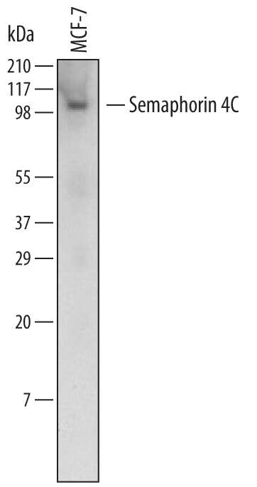 Western blot shows lysates of MCF-7 human breast cancer cell line. PVDF Membrane was probed with 2 µg/mL of Human Semaphorin 4C Monoclonal Antibody (Catalog # MAB6125) followed by HRP-conjugated Anti-Mouse IgG Secondary Antibody (Catalog # HAF007). A specific band was detected for Semaphorin 4C at approximately 100 kDa (as indicated). This experiment was conducted under non-reducing conditions and using Immunoblot Buffer Group 1.