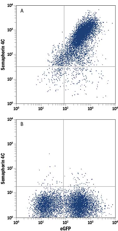 HEK293 human embryonic kidney cell line transfected with (A) mouse Semaphorin 4C or (B) irrelevant transfectants and eGFP was stained with Rat Anti-Mouse Semaphorin 4C Monoclonal Antibody (Catalog # MAB8497) followed by Allophycocyanin-conjugated Anti-Rat IgG Secondary Antibody (Catalog # F0113). Quadrant markers were set based on control antibody staining (Catalog # MAB005). 