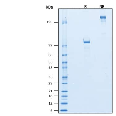 2 μg/lane of Recombinant Human Semaphorin 4F Fc Chimera (Catalog # 10113-S4) was resolved with SDS-PAGE under reducing (R) and non-reducing (NR) conditions and visualized by Coomassie® blue staining, showing bands at 96-111 kDa and 190-220 kDa, respectively. 