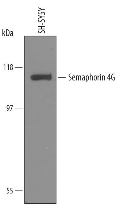 Western blot shows lysates of SH-SY5Y human neuroblastoma cell line. PVDF Membrane was probed with 1 µg/mL of Sheep Anti-Human Semaphorin 4G Antigen Affinity-purified Polyclonal Antibody (Catalog # AF5840) followed by HRP-conjugated Anti-Sheep IgG Secondary Antibody (Catalog # HAF016). A specific band was detected for Semaphorin 4G at approximately 115 kDa (as indicated). This experiment was conducted under reducing conditions and using Immunoblot Buffer Group 8.