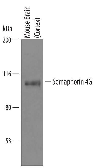 Western blot shows lysates of mouse brain (cortex) tissue. PVDF Membrane was probed with 1 µg/mL of Sheep Anti-Mouse Semaphorin 4G Antigen Affinity-purified Polyclonal Antibody (Catalog # AF6504) followed by HRP-conjugated Anti-Sheep IgG Secondary Antibody (Catalog # HAF016). A specific band was detected for Semaphorin 4G at approximately 110 kDa (as indicated). This experiment was conducted under reducing conditions and using Immunoblot Buffer Group 1