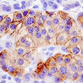 Immunohistochemistry Semaphorin 5A Antibody (914419) [Unconjugated]