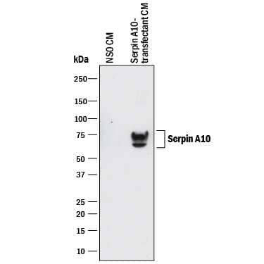 Western Blot Serpin A10/ZPI Antibody (895910) [Unconjugated]