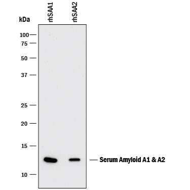 Western blot shows 5 ng of Recombinant Human SAA1 and Recombinant Human SAA2. PVDF Membrane was probed with 0.2 µg/mL of Mouse Anti-Human Serum Amyloid A1/A2 Monoclonal Antibody (Catalog # MAB30192) followed by HRP-conjugated Anti-Mouse IgG Secondary Antibody (Catalog # HAF018). A specific band was detected for Serum Amyloid A1/A2 at approximately 12 kDa (as indicated). This experiment was conducted under reducing conditions and using Immunoblot Buffer Group 1.