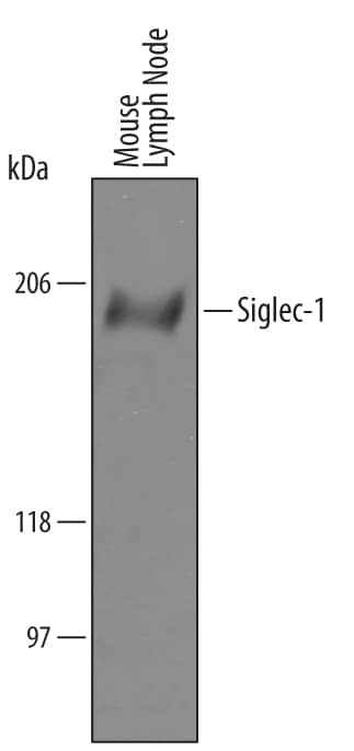 Western blot shows lysates of mouse lymph node tissue. PVDF Membrane was probed with 1 µg/mL of Sheep Anti-Mouse Siglec-1/CD169 Antigen Affinity-purified Polyclonal Antibody (Catalog # AF5610) followed by HRP-conjugated Anti-Sheep IgG Secondary Antibody (Catalog # HAF016). A specific band was detected for Siglec-1/CD169 at approximately 180-190 kDa (as indicated). This experiment was conducted under reducing conditions and using Immunoblot Buffer Group 1.