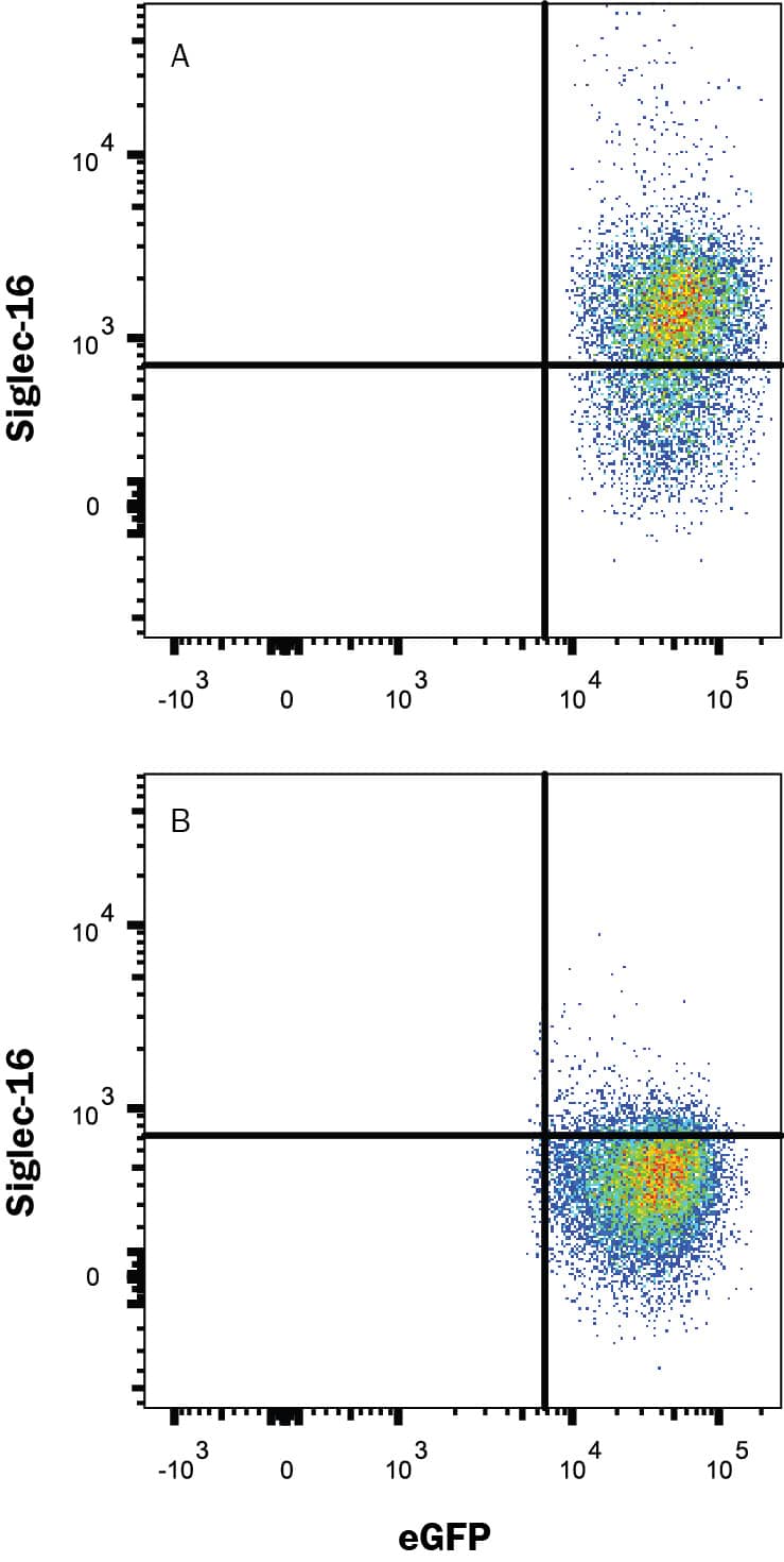 HEK293 human embryonic kidney cell line transfected with (A) human Siglec-16 or (B) human Siglec-11, and eGFP was stained with Mouse Anti-Human Siglec-16 Monoclonal Antibody (Catalog # MAB68191) followed by APC-conjugated Anti-Mouse IgG Secondary Antibody (Catalog # F0101B). Quadrant markers were set based on control antibody staining (Catalog # MAB0041) .View our protocol for Staining Membrane-associated Proteins.