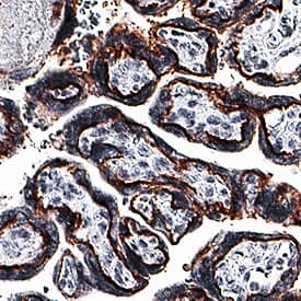   Siglec‑6/CD327  was detected in immersion fixed paraffin-embedded sections of human placenta  using Mouse Anti-Human Siglec‑6/CD327 Monoclonal Antibody (Catalog  # MAB28592) at 5 µg/mL for 1 hour at room temperature followed  by incubation with the Anti-Mouse IgG VisUCyte™ HRP Polymer  Antibody (Catalog # VC001).  Before incubation with the primary antibody, tissue was subjected to  heat-induced epitope retrieval using Antigen Retrieval Reagent-Basic (Catalog  # CTS013).  Tissue was stained using DAB (brown) and counterstained with hematoxylin  (blue). Specific staining was localized to syncytiotrophoblasts. View our  protocol for IHC  Staining with VisUCyte HRP Polymer Detection Reagents.