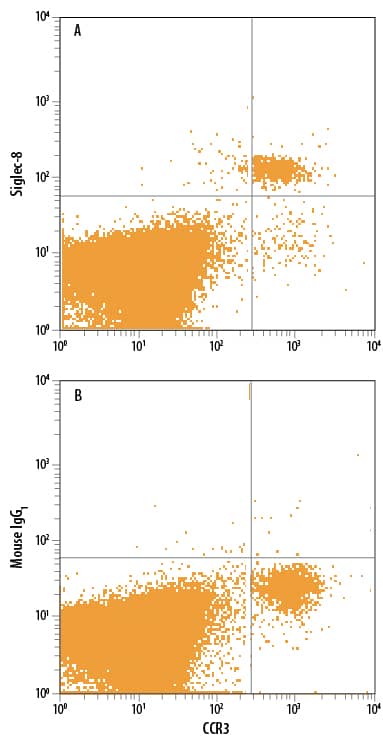 Human peripheral blood granulocytes were stained with Rat Anti-Human CCR3 APC-conjugated Monoclonal Antibody (Catalog # FAB155A) and either (A) Mouse Anti-Human Siglec-8 Alexa Fluor® 488-conjugated Monoclonal Antibody (Catalog # FAB7975G) or (B) Mouse IgG1Alexa Fluor 488 Isotype Control (Catalog # IC002G). View our protocol for Staining Membrane-associated Proteins.