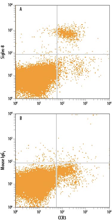 Human peripheral blood granulocytes were stained with Rat Anti-Human CCR3 APC-conjugated Monoclonal Antibody (Catalog # FAB155A) and either (A) Mouse Anti-Human Siglec-8 PE-conjugated Monoclonal Antibody (Catalog # FAB7975P) or (B) Mouse IgG1Phycoerythrin Isotype Control (Catalog # IC002P). View our protocol for Staining Membrane-associated Proteins.