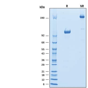 2 μg/lane of Recombinant Mouse Siglec-G Fc Chimera(Catalog # 10103-SL) was resolved with SDS-PAGE under reducing (R) andnon-reducing (NR) conditions and visualized by Coomassie®Blue staining, showing bands at 102-114 kDa and 205- 230 kDa, respectively.