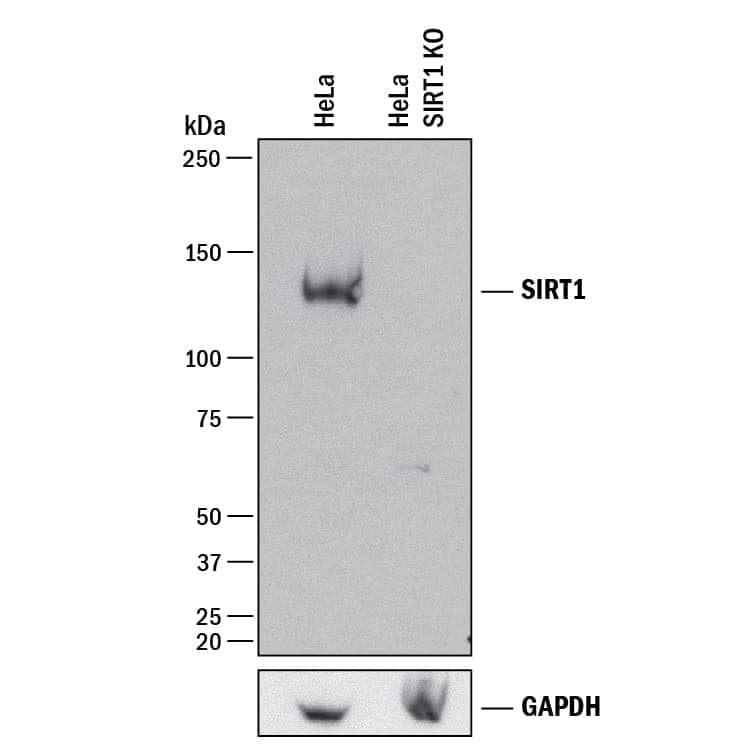 <b>Genetic Strategies Validation. </b>    Western  blot shows lysates of HeLa human cervical epithelial carcinoma parental cell  line and SIRT1 knockout HeLa cell line (KO). PVDF membrane was probed with  0.2 µg/mL of Sheep Anti-Human Sirtuin 1/SIRT1 Antigen  Affinity-purified Polyclonal Antibody (Catalog # AF7714) followed by  HRP-conjugated Anti-Sheep IgG Secondary Antibody (Catalog # HAF016).  A specific band was detected for Sirtuin 1/SIRT1 at approximately  120 kDa (as indicated) in the parental HeLa cell line, but is not  detectable in knockout HeLa cell line. GAPDH (Catalog # AF5718) is shown as a  loading control. This experiment was conducted under reducing conditions and  using Immunoblot  Buffer Group 1. 