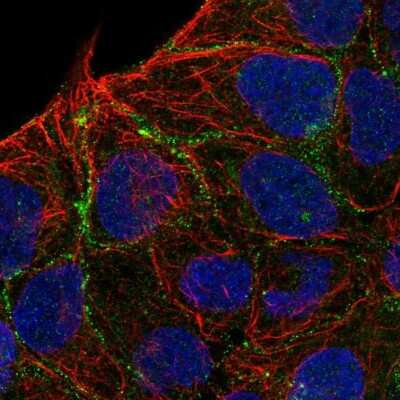 Immunocytochemistry/Immunofluorescence: Slit3 Antibody [NBP2-13350] - Staining of human cell line RT4 shows localization to cell junctions. Antibody staining is shown in green.