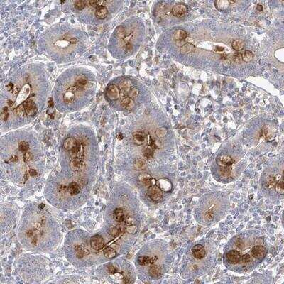 Immunohistochemistry-Paraffin: Slit3 Antibody [NBP2-13350] - Staining of human duodenum shows strong cytoplasmic positivity in goblet cells.