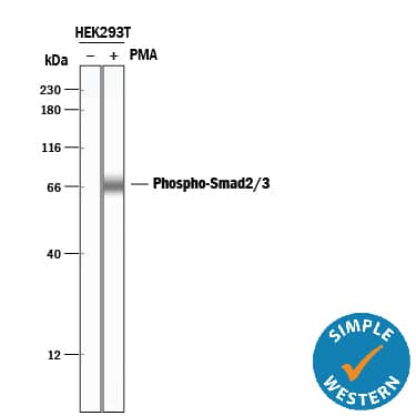 Simple Western lane view shows lysates of HEK293T human embryonic kidney cell line untreated (-) or treated (+) with 200 nM PMA for 20 minutes, loaded at 0.5 mg/mL. A specific band was detected for Phospho-Smad2 (S465/S467)/Smad3 (S423/S425) at approximately 68 kDa (as indicated) using 1:50-1:100 dilution of Rabbit Anti-Human Phospho-Smad2 (S465/S467)/Smad3 (S423/S425) Polyclonal Antibody (Catalog # AB3226). This experiment was conducted under reducing conditions and using the 12-230 kDa separation system. 