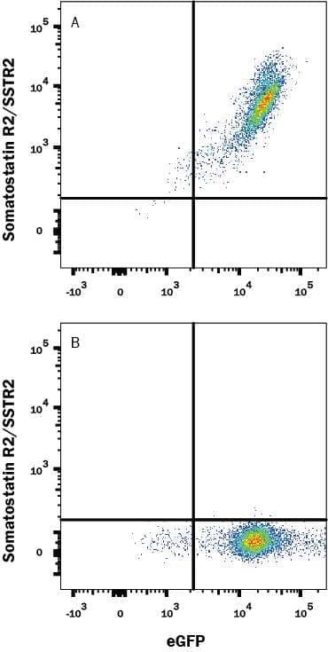 HEK293 human embryonic kidney cell line transfected with (A) human Somatostatin R2/SSTR2 or (B) irrelevant transfectants and eGFP were stained with Mouse Anti-Human Somatostatin R2/SSTR2 Alexa Fluor® 647-conjugated Monoclonal Antibody (Catalog # IC4224R). Quadrant markers were set based on isotype control antibody (Catalog # IC003R).View our protocol for Staining Membrane-associated Proteins.