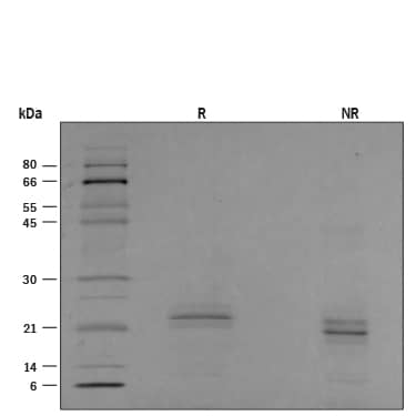 1 μg/lane of Recombinant Human Sonic Hedgehog/Shh Protein was resolved with SDS-PAGE under reducing (R) and non-reducing (NR) conditions and visualized by silver staining, showing 18-24 kDa bands.