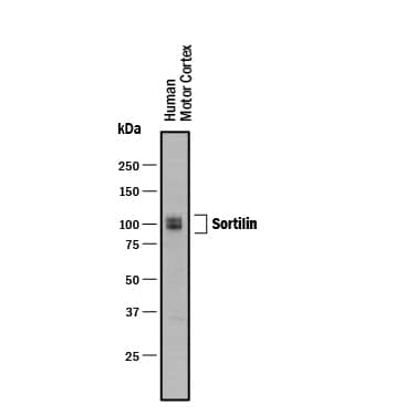 Western blot shows lysates of human motor cortex. PVDF membrane was probed with 2 µg/mL of Goat Anti-Human Sortilin Antigen Affinity-purified Polyclonal Antibody (Catalog # AF3154) followed by HRP-conjugated Anti-Goat IgG Secondary Antibody (Catalog # HAF017). A specific band was detected for Sortilin at approximately 95-105 kDa (as indicated). This experiment was conducted under reducing conditions and using Immunoblot Buffer Group 1.