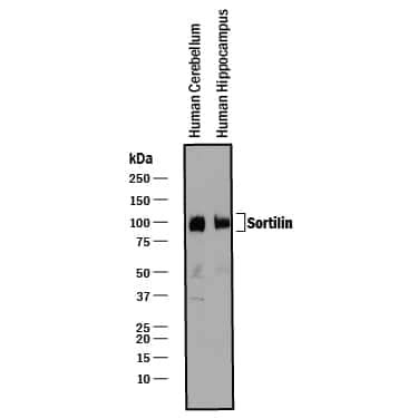 Western blot shows lysates of human brain (cerebellum) tissue and human brain (hippocampus) tissue. PVDF membrane was probed with 0.25 µg/mL of Mouse Anti-Human/Mouse/Rat Sortilin Monoclonal Antibody (Catalog # MAB3154) followed by HRP-conjugated Anti-Mouse IgG Secondary Antibody (Catalog # HAF018). A specific band was detected for Sortilin at approximately 95-105 kDa (as indicated). This experiment was conducted under reducing conditions and using Immunoblot Buffer Group 1.