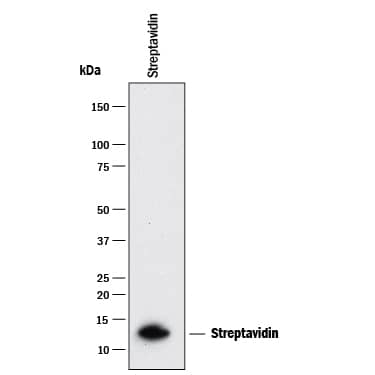 Western blot shows recombinant Streptavidin. PVDF membrane was probed with 0.5 µg/mL of Rabbit Anti-Streptavidin Monoclonal Antibody (Catalog # MAB9020) followed by HRP-conjugated Anti-Rabbit IgG Secondary Antibody (Catalog # HAF008). A specific band was detected for Streptavidin at approximately 13 kDa (as indicated). This experiment was conducted under reducing conditions and using Immunoblot Buffer Group 1.