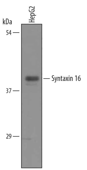 Western blot shows lysates of HepG2 human hepatocellular carcinoma cell line. PVDF membrane was probed with 1 µg/mL of Sheep Anti-Human Syntaxin 16 Antigen Affinity-purified Polyclonal Antibody (Catalog # AF5648) followed by HRP-conjugated Anti-Sheep IgG Secondary Antibody (Catalog # HAF016). A specific band was detected for Syntaxin 16 at approximately 39 kDa (as indicated). This experiment was conducted under reducing conditions and using Immunoblot Buffer Group 8.