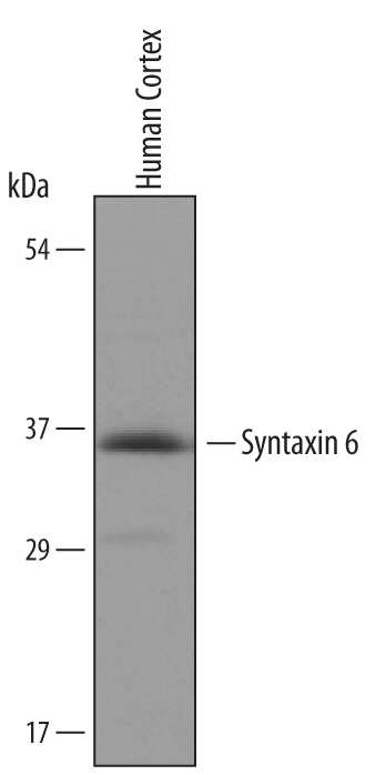 Western Blot Syntaxin 6 Antibody