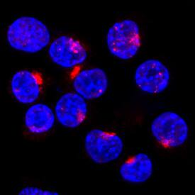 Syntaxin 6 was detected in formaldehyde fixed HeLa human cervical epithelial carcinoma cell line using Sheep Anti-Human Syntaxin 6 Biotinylated Antigen Affinity-purified Polyclonal Antibody (Catalog # BAF5664) at 15 µg/mL for 3 hours at room temperature. Cells were stained using the NorthernLights™ 557-conjugated Streptavidin (red; Catalog # NL999) and counterstained with DAPI (blue). Specific staining was localized to Golgi bodies. View our protocol for Fluorescent ICC Staining of Cells on Coverslips.