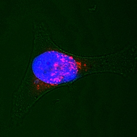 Syntaxin 7 was detected in immersion fixed HeLa human cervical epithelial carcinoma cell line using Sheep Anti-Human/Mouse/Rat Syntaxin 7 Antigen Affinity-purified Polyclonal Antibody (Catalog # AF5478) at 15 µg/mL for 3 hours at room temperature. Cells were stained using the NorthernLights™ 557-conjugated Anti-Sheep IgG Secondary Antibody (red; NL010) and counterstained with DAPI (blue). Specific staining was localized to lysosomes. View our protocol for Fluorescent ICC Staining of Cells on Coverslips.