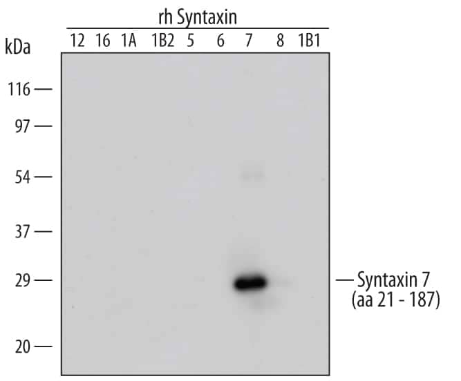 Western Blot Syntaxin 7 Antibody [Unconjugated]