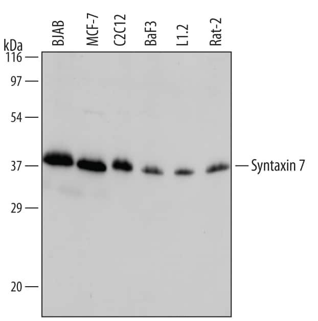 Western blot shows lysates of BJAB human Burkitt's lymphoma cell line, MCF-7 human breast cancer cell line, C2C12 mouse myoblast cell line, BaF3 mouse pro-B cell line, L1.2 mouse pro-B cell line, and Rat-2 rat embryonic fibroblast cell line. PVDF membrane was probed with 1 µg/mL Sheep Anti-Human/Mouse/Rat Syntaxin 7 Antigen Affinity-purified Polyclonal Antibody (Catalog # AF5478) followed by HRP-conjugated Anti-Sheep IgG Secondary Antibody (HAF016). A specific band for Syntaxin 7 was detected at approximately 39 kDa (as indicated). This experiment was conducted under reducing conditions and using Immunoblot Buffer Group 1.