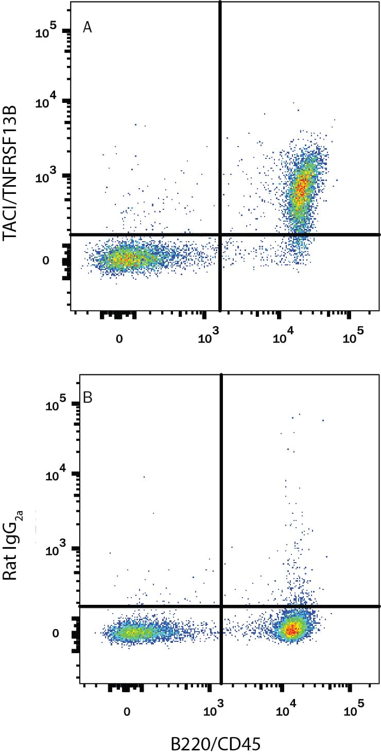 Mouse splenocytes were stained with Rat Anti-Mouse B220/CD45R Fluorescein-conjugated Monoclonal Antibody (Catalog # FAB1217F) and either (A) Rat Anti-Mouse TACI/TNFRSF13B PE-conjugated Monoclonal Antibody (Catalog # FAB1041P) or (B) Rat IgG2APhycoerythrin Isotype Control (Catalog # IC006P). View our protocol for Staining Membrane-associated Proteins.