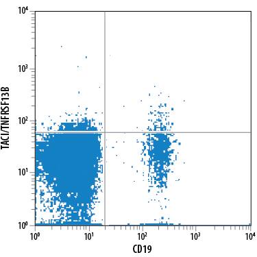 Human peripheral blood lymphocytes were stained with Mouse Anti-Human TACI/TNFRSF13B APC-conjugated Monoclonal Antibody (Catalog # FAB1741A) and Mouse Anti-Human CD19 Fluorescein-conjugated Monoclonal Antibody (Catalog # FAB4867F). Quadrant markers were set based on control antibody staining (Catalog # IC002A). View our protocol for Staining Membrane-associated Proteins.